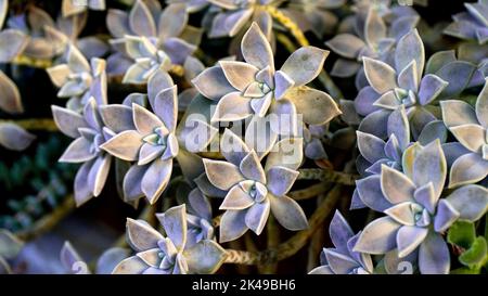 Sukulente Pflanzenhintergrund. Geisterpflanze Sukulent auch als Sedum weinbergii oder Graphiptopetalum Paraguayense bekannt. Natürliche fraktale Muster auf der Blume Stockfoto