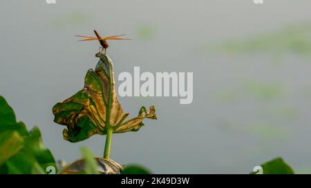 Eine Heuschrecke sitzt und schwingt auf einem Blatt. Stockfoto