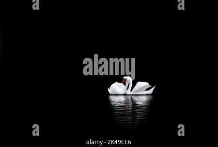 Ein Schwanenpaar dicht beieinander, das in die gleiche Richtung schaut, auf einen dunklen See mit ihrer Spiegelung auf dem Wasser, Minimalismus, Kopierraum, negativer Raum Stockfoto