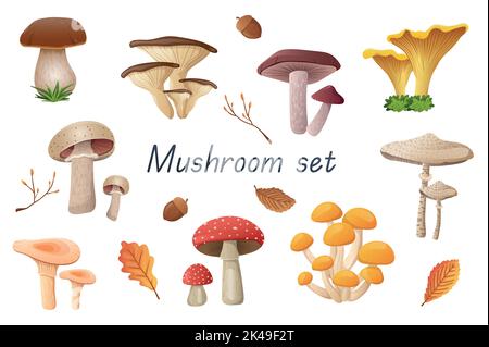 Mushrooms 3D realistisches Set. Bundle aus cep, Täubling, goldener Pfifferlinge, Champignon, Boletus, Fliegen Sie agarisch, Austernpilze und andere essbare oder nicht Stock Vektor
