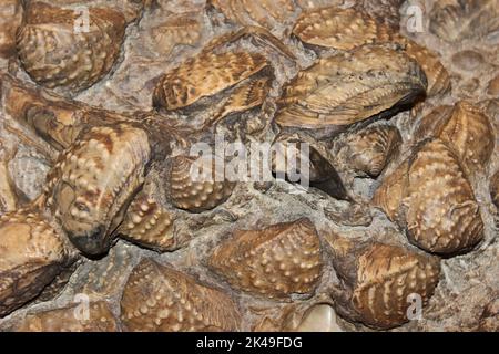 Fossil Bed - Myophorella clavellata - Jurassic, Dorset, England Stockfoto