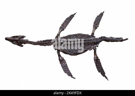 Pliosaur - Rhomaleosaurus cramptoni Stockfoto