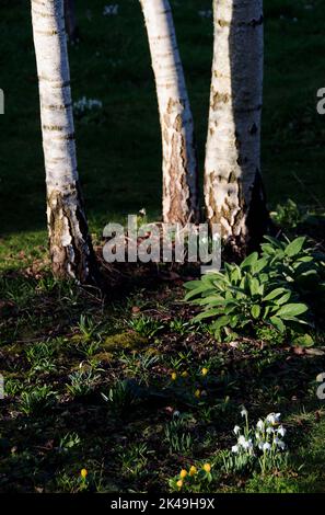 Schneeglöckchen und Akoniten im Wintergarten Stockfoto