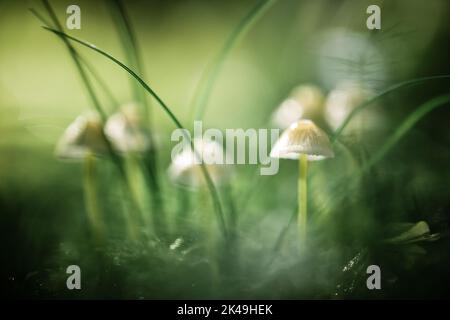 Schöne Makroaufnahme von Familienpilzen im Waldmoos. Makrofotografie in der Natur Stockfoto