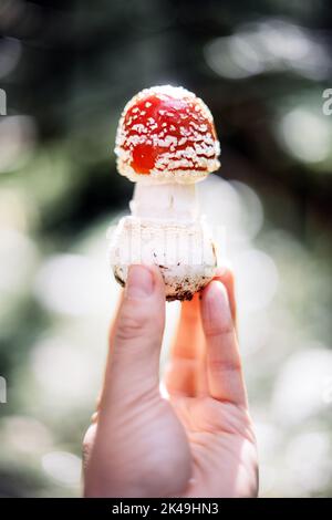 Fliegen Sie agarisch (Amanita muscari), wunderschöne rothaarige halluzinogene toxische Pilze in der Hand des Mannes aus nächster Nähe Stockfoto