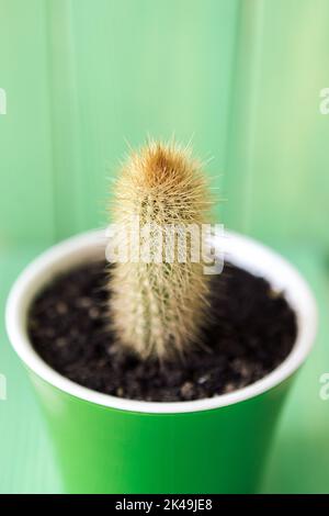 Nahaufnahme einer saftigen vor grünem Holzhintergrund Stockfoto