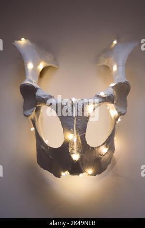 Halloween Kuhschädel mit Girlande Lichter innen auf weißem Hintergrund. Halloween-Dekorationen. Stockfoto