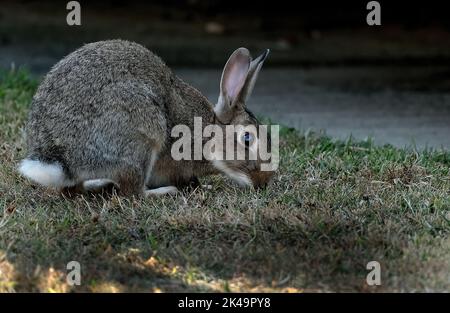 Kaninchen, auch Hasen oder Hasen genannt, sind kleine Säugetiere der Familie Leporidae der Ordnung Lagomorpha. Stockfoto