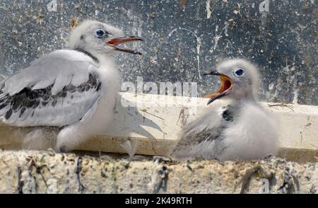 Junge Kittiwake-Küken in Not bei sehr heißem Wetter am Fensterbrett im Stadtzentrum. Stockfoto