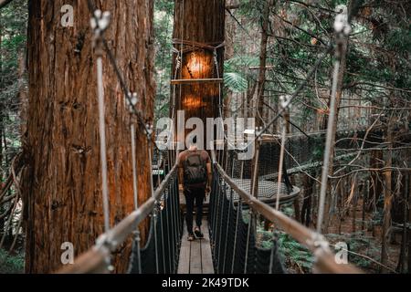 kaukasischer Junge mit Rucksacksandalen und braunem T-Shirt, der auf dem schmalen Gehweg zwischen den Bäumen im Wald rückwärts läuft, Redwood-Baumwalk Stockfoto