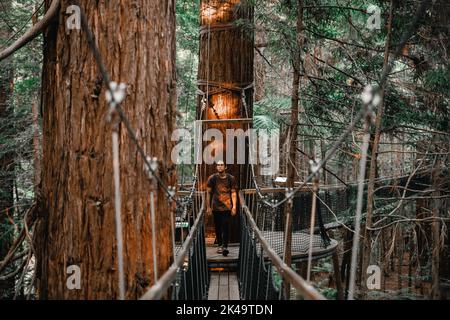 kaukasischer junger Mann mit Blick auf die Kamera, der den Weg entlang geht, der die Stämme der großen Bäume im Wald verbindet, Redwood-Baumwalk, rotorua, neu Stockfoto