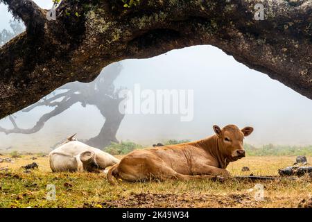 Eine Gruppe von Kühen, die im Fanalwald auf Madeira, Portugal, grasen und liegen Stockfoto