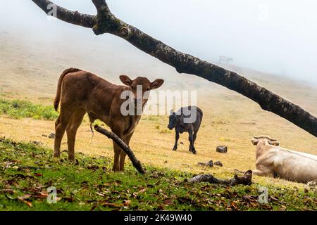 Eine Gruppe von Kühen, die im Fanalwald auf Madeira grasen Stockfoto