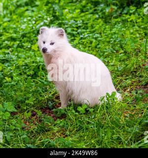 Eine vertikale Nahaufnahme eines weißen gemeinen Marderhundes, Nyctereutes procyonoides. Stockfoto