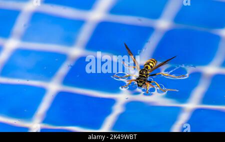 Eine Nahaufnahme der europäischen Papierwaspe, Polistes dominulus sammelt Trinkwasser aus dem Schwimmbad. Stockfoto