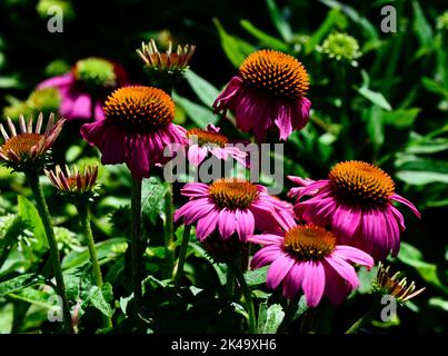 Eine Nahaufnahme von purpurnen Kegelblumen, die in einem Garten blühen Stockfoto