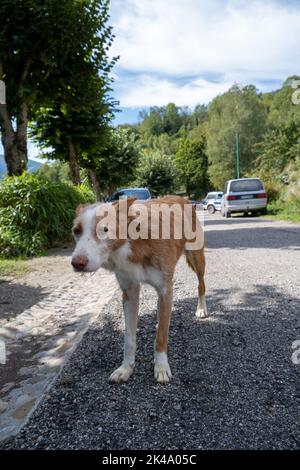 Nahaufnahme eines streunenden Hundes, der die Kamera anschaut Stockfoto