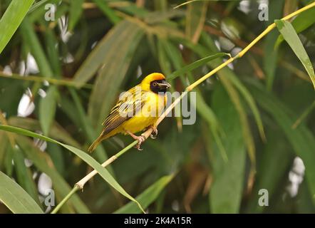 Vitelline Masked Weaver (Ploceus vitellinus) möglicherweise Kreuzung mit Southern Masked Weaver (P.velatus) erwachsenen Männchen mit Motte in Bill thront, eingeführt s Stockfoto