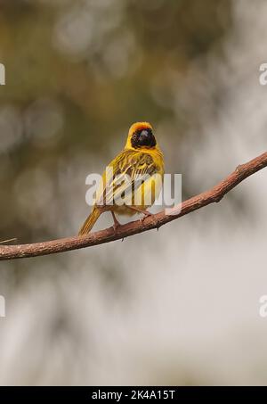 Vitelline Masked Weaver (Ploceus vitellinus) möglicherweise mit Southern Masked Weaver (P.velatus) erwachsenen Männchen auf Zweig thront kreuzen, eingeführt Arten Stockfoto