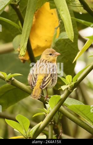 Vitelline Masked Weaver (Ploceus vitellinus) kreuzt möglicherweise mit Southern Masked Weaver (P.velatus) adulten Weibchen, die auf Stiel thront, eingeführte Arten Stockfoto