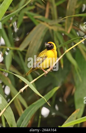 Vitelline Masked Weaver (Ploceus vitellinus) möglicherweise Kreuzung mit Southern Masked Weaver (P.velatus) erwachsenen Männchen mit Motte in Bill thront, eingeführt s Stockfoto