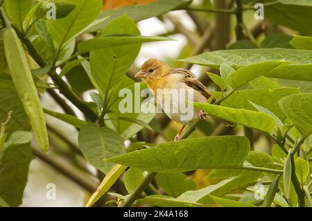 VitaLine Maskenweber (Ploceus vitellinus) möglicherweise mit Southern Maskenweber (P.velatus) adulte Weibchen auf Stamm thront, eingeführt Art S Stockfoto