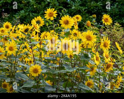 Dichte Sonnenblumen blühen in einem Gartenbeet Stockfoto