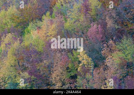 Paesaggio autunnale sul monte Polveracchio,Campania,Italia Stockfoto