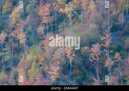 Paesaggio autunnale sul monte Polveracchio,Campania,Italia Stockfoto