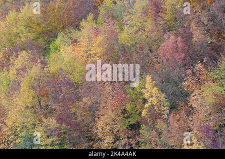 Paesaggio autunnale sul monte Polveracchio,Campania,Italia Stockfoto