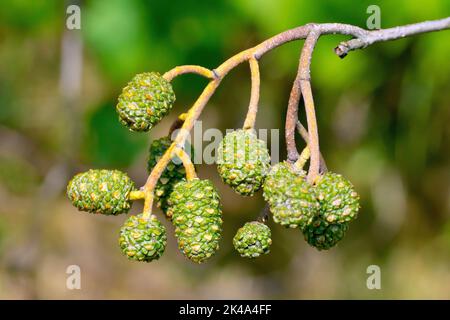 Erle (Alnus glutinosa), Nahaufnahme eines isolierten Anhäufens reifer Früchte, die am Ast eines Baumes hängen. Stockfoto