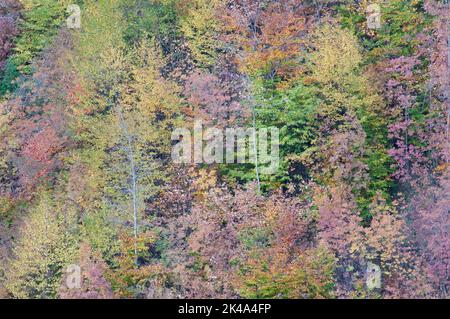 Paesaggio autunnale sul monte Polveracchio,Campania,Italia Stockfoto