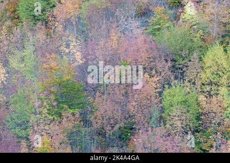 Paesaggio autunnale sul monte Polveracchio,Campania,Italia Stockfoto