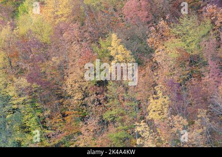 Paesaggio autunnale sul monte Polveracchio,Campania,Italia Stockfoto