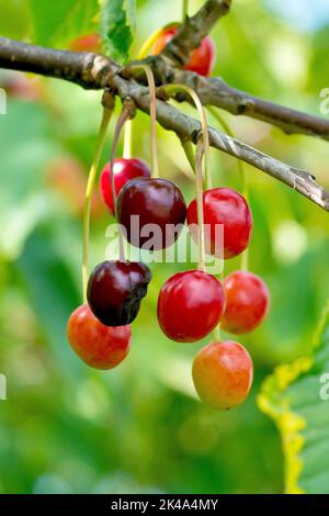 Kirsche (prunus avium), Nahaufnahme einer Traube von Früchten oder Kirschen, die am Ast eines Baumes hängen und von grün über rot bis schwarz reifen. Stockfoto