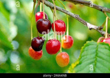 Kirsche (prunus avium), Nahaufnahme einer Traube von Früchten oder Kirschen, die am Ast eines Baumes hängen und von grün über rot bis schwarz reifen. Stockfoto