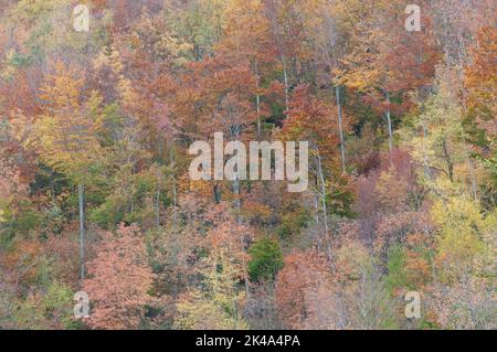 Paesaggio autunnale sul monte Polveracchio,Campania,Italia Stockfoto