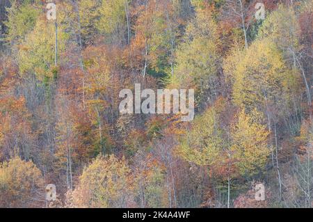 Paesaggio autunnale sul monte Polveracchio,Campania,Italia Stockfoto