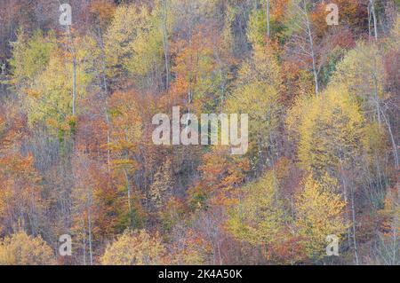 Paesaggio autunnale sul monte Polveracchio,Campania,Italia Stockfoto