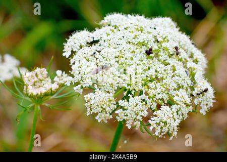 Wilde Karotte (daucus carota), Nahaufnahme mit einem Blütenkopf in voller Blüte. Stockfoto
