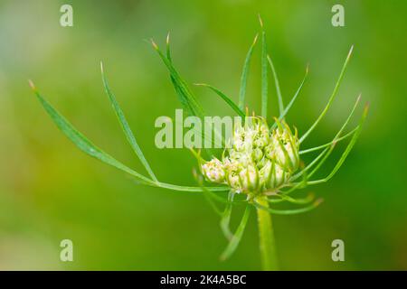 Wilde Karotte (daucus carota), Nahaufnahme eines einsamen isolierten Blütenkopfes, der die tief gespaltenen Braten zeigt, die unter den Blütenknospen sitzen. Stockfoto