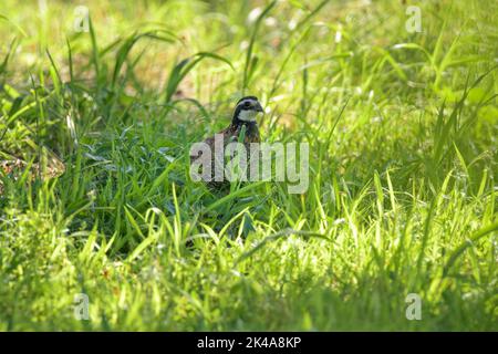 Männliche Bobwhite Wachtel sitzt in hohem Gras im Schatten eines Baumes an einem heißen Sommerabend Stockfoto