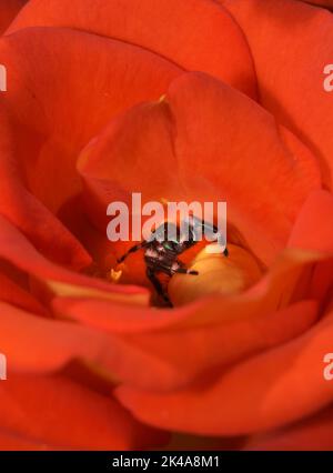 Männliche, kühn springende Spinne in einer brillanten gelb-orangen Rose, die nach außen schaut Stockfoto