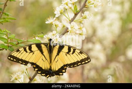 Östlicher Tiger-Schwalbenschwanzschmetterling, der im Frühjahr aus einer weißen, wilden Pflaumenblüte Nektar erhält Stockfoto