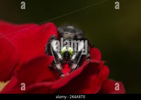 Schöne männliche, kühn springende Spinne, die auf einer roten Rose ruht Stockfoto