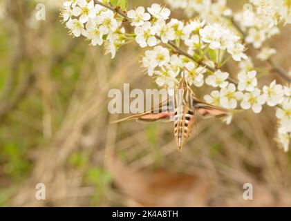 Weiß ausgekleidete Sphinx-Motte im Flug, die sich im Frühjahr von einer weißen Pflaumenblüte ernährt; mit Platz für Kopien Stockfoto