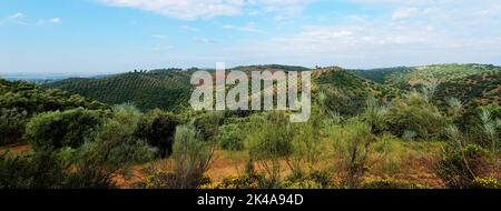 Malerische mediterrane Landschaft mit Hügeln mit Olivenbäumen in der Nähe des Stausees La Brena in Spanien Stockfoto