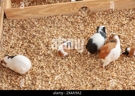 Gruppe von Meerschweinchen auf Sägespäne in ihrem Käfig Stockfoto