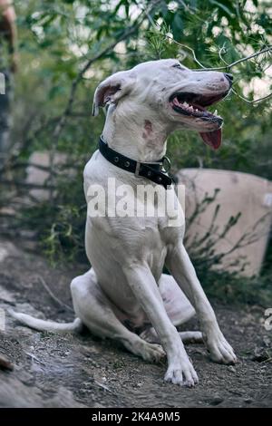 Vertikale Aufnahme eines weißen großen Hundes mit einem schwarzen Kragen im Wald Stockfoto