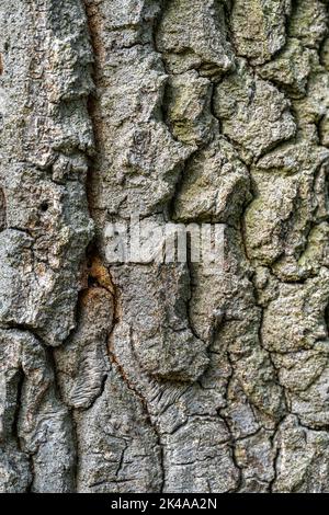 Rinde aus Pute oder Österreichischer Eiche (Quercus cerris L.) Stockfoto